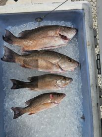 The Mangrove's are Biting!