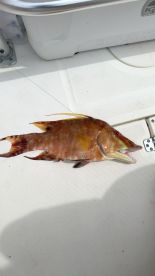 Lower Keys Report Photo 2