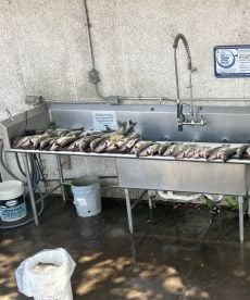 Six man limit plus captains