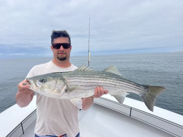 Striped bass 
