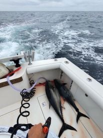 Catalina Island Report Photo 1