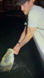 Nice release on big tarpon in Ft. Lauderdale