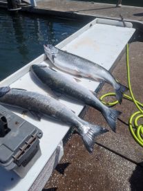 Salmon fish in Winchester Bay, Oregon