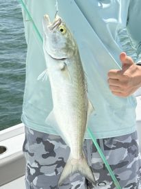 Hungry fish galore