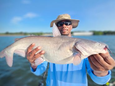 Another nice Blue cat