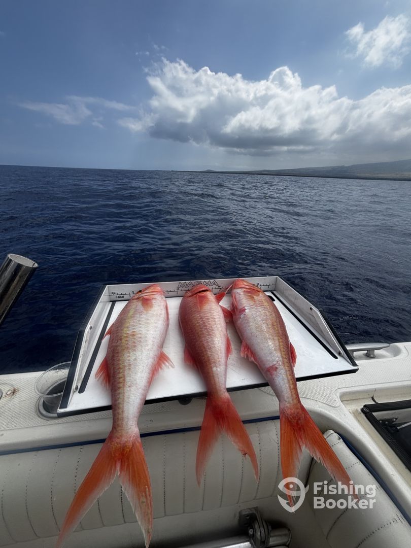 Kailua-Kona Report Photo 0
