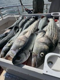 Montauk Report Photo 2