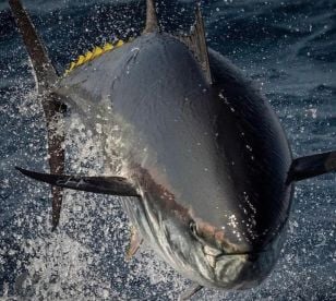 Full Power Yellowfin Tuna