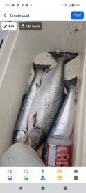 Been getting some fish in the morning an