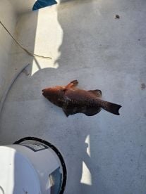 Panama City Beach Report Photo 1