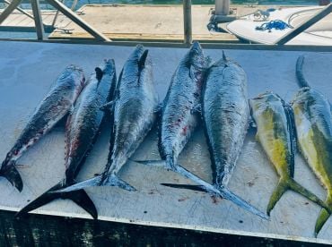 Kingfish bite is on 