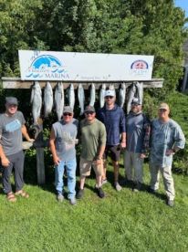 Big kings are starting to feed heavy ear