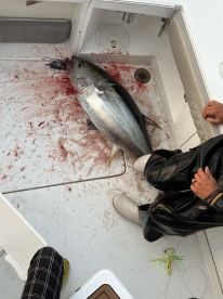 Great Yellowfin Action!