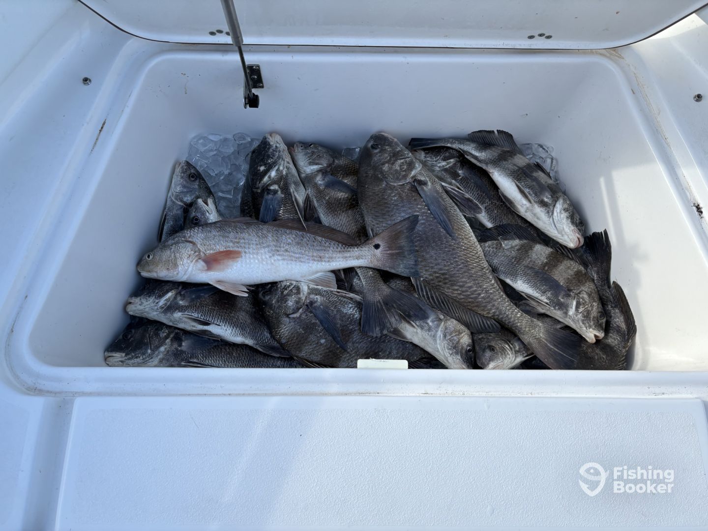 San Leon Report Photo 0