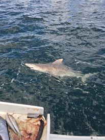 Yikes, we're gonna need a bigger boat! 