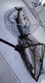 Oswego County Report Photo 3