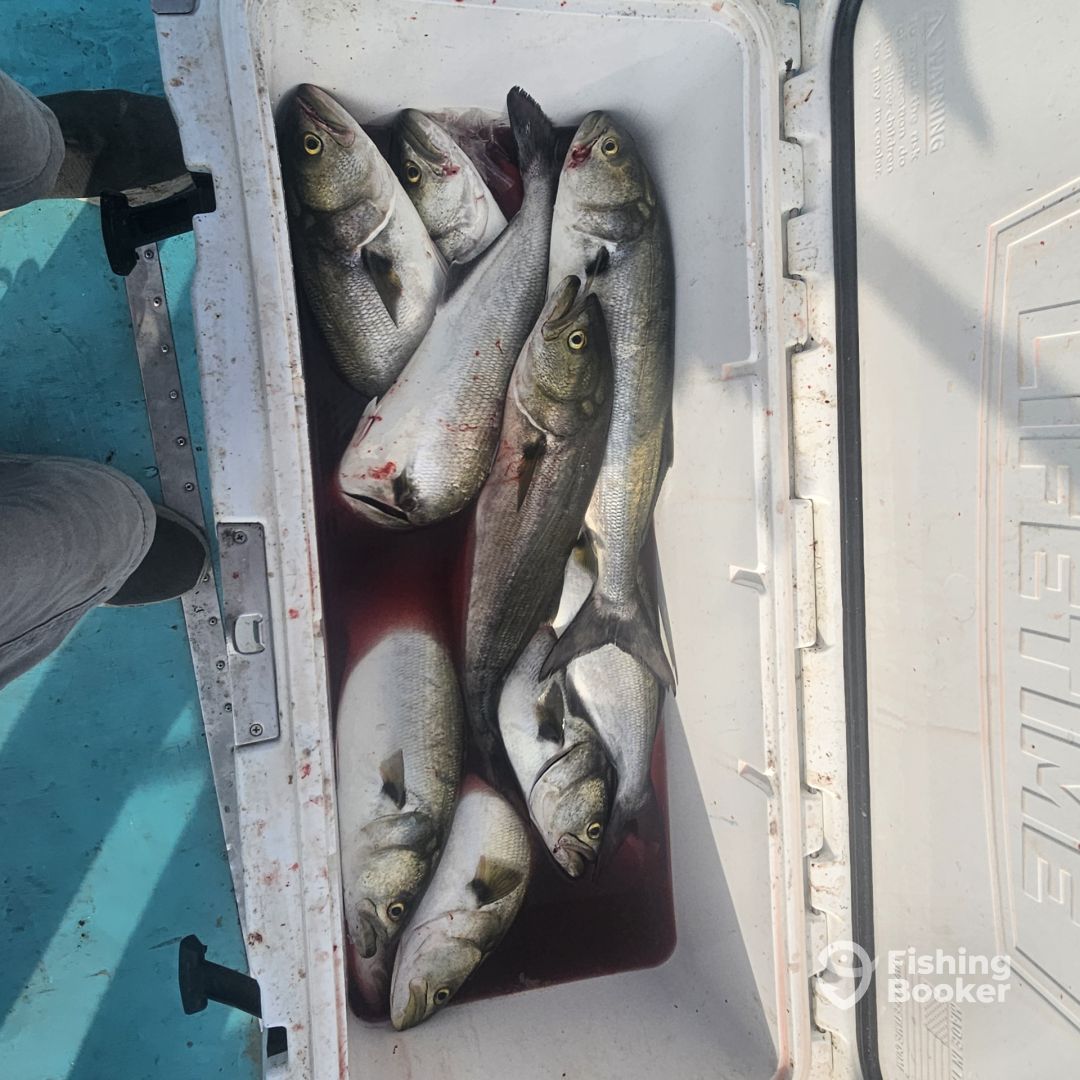 Chesapeake Beach Report Photo 0