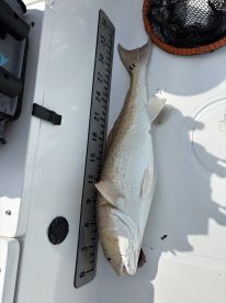 San Leon Report Photo 2