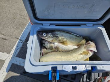 Cooler full of big Lake Erie summertime walleye