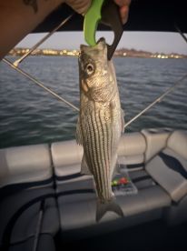 Lake Havasu City Report Photo 2