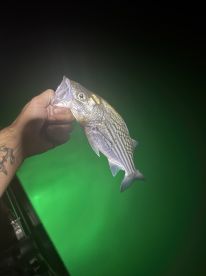 Lake Havasu City Report Photo 1