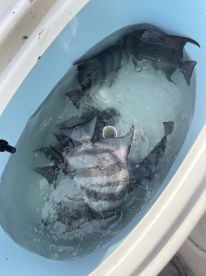 Nags Head Report Photo 2