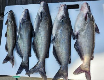 Lake Norman Cats in 100+ Ft of Water 