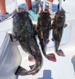Lake Wylie FLATHEAD FRENZY 