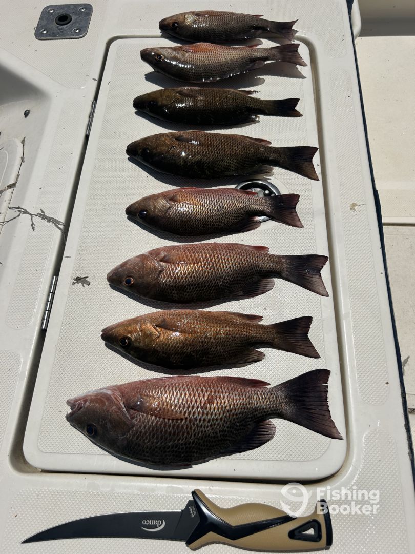 Pine Island Report Photo 0
