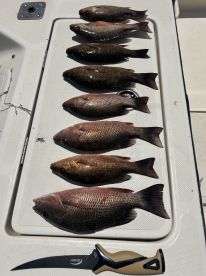 Snapper fishing 