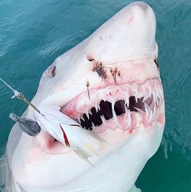 New Smyrna Beach Report Photo 2