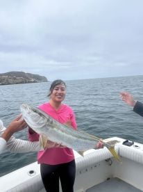 Yellowtail at the Coronados