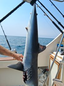 Catalina Island Report Photo 1