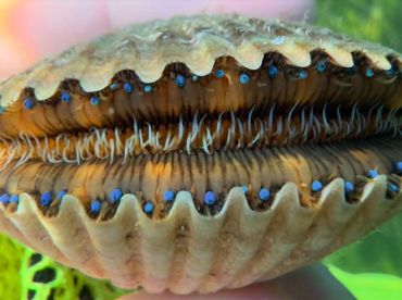 Underwater easter egg hunt 