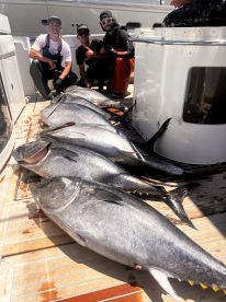 Great bluefin fishing !
