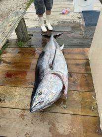Montauk Report Photo 1