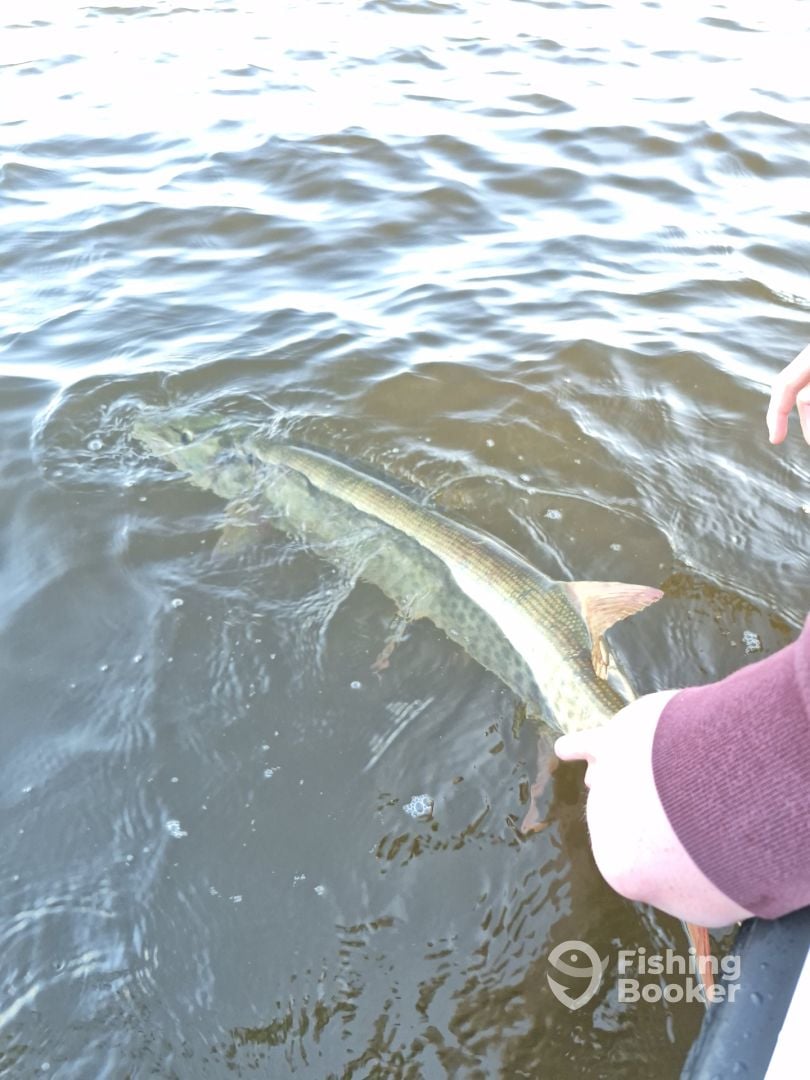 Snice musky caught with minneapolis guide