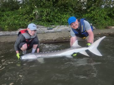 This ain't no British Carp!