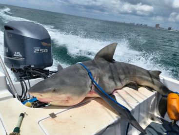 Sharks are thick this year let's go get 