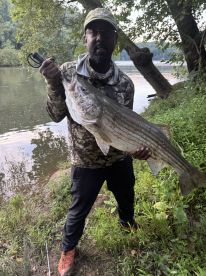 Catching Huge StripedBass