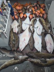 4 species in one day!