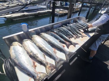 Fish, fish, and more fish