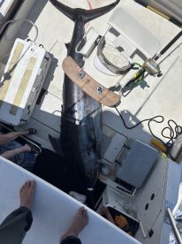 In the right area code Aloha! 808-