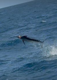 Black Marlin on the pink lure 