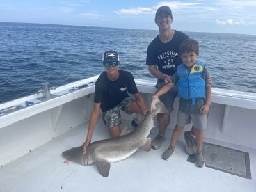 Little guy wanted s shark