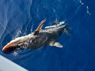 varied day of bottom fishing and trollin