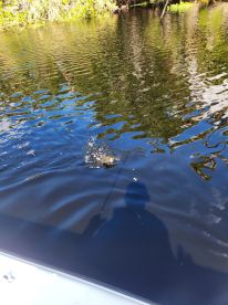 DeBary Report Photo 2