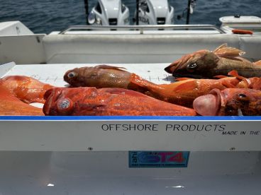 San Diego Report Photo 1