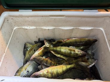 Perch, gills, crappies