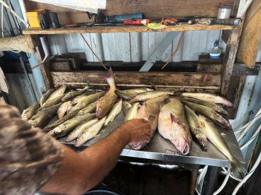 Walleyes and catfish